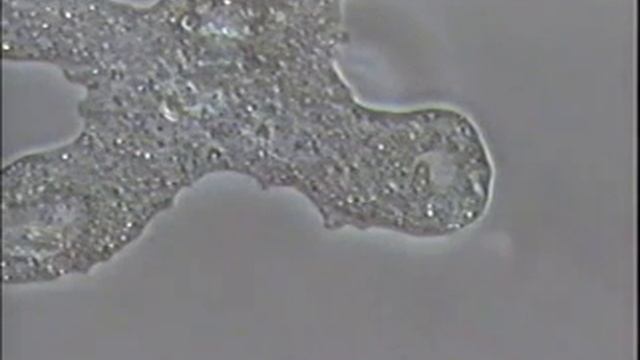 Amoeba Feeds!