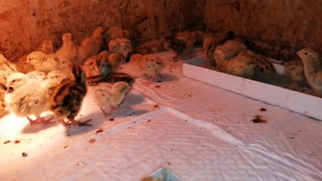 Зимний вывод перепелов. Продолжение. смотреть онлайн