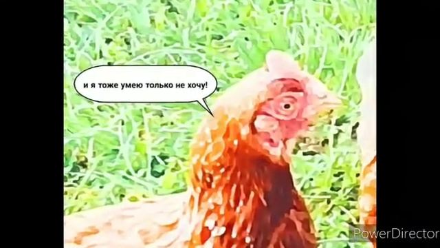 Курицы и мульты 2 смотреть онлайн