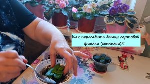 Как пересадить детку сортовой фиалки (сенполии)?!