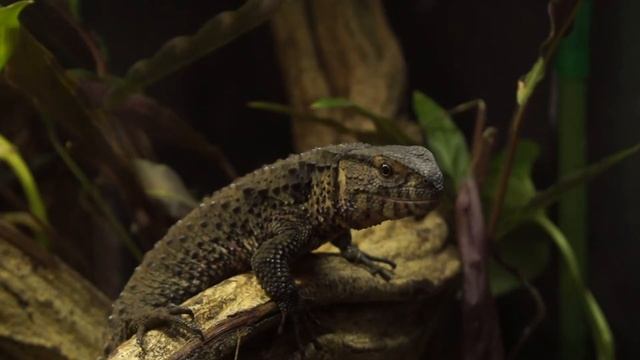 Shinisaurus crocodilurus - part 27 смотреть онлайн