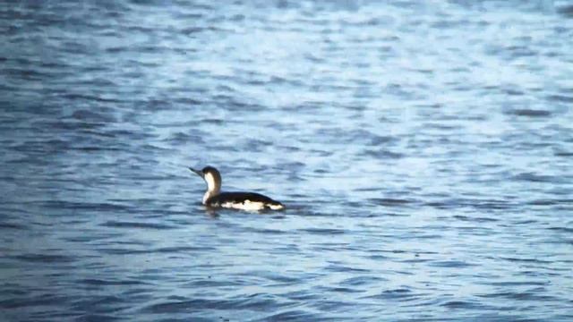 Red-throated Diver (Gavia stellata) (winter plum.) - fishing at the shoreline @ Minsmere смотреть онлайн