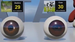 Сравнение размеров глаз.