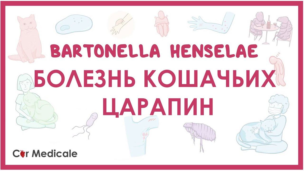 Болезнь кошачьих царапин - Бартонелла хенсели (B. henselae) - клиника, диагностика, лечение смотреть онлайн