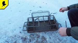 Ловля птиц на старую клетку ( Западок) 2024