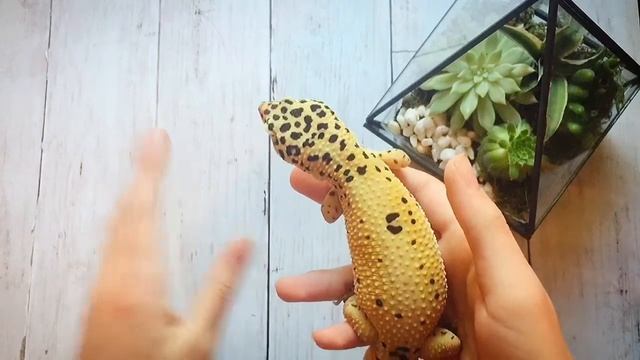 8 Things Leopard Geckos HATE! Avoid These Things❌ смотреть онлайн