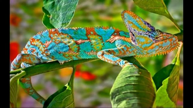 Chameleon-Creedence Clearwater Revival