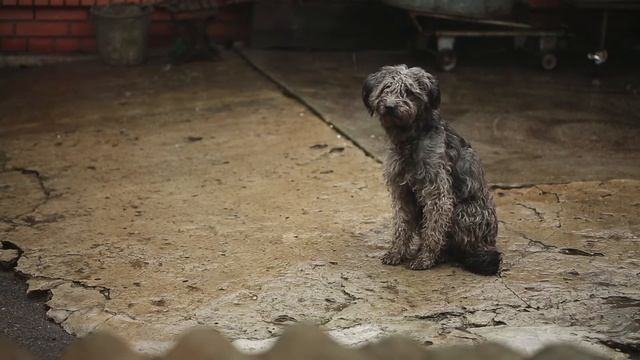 На асфальте сидит дворняга. Стихотворение. смотреть онлайн