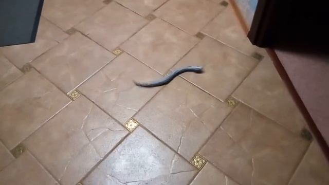 Змея смотреть онлайн