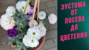 ЭУСТОМА. ВЫРАЩИВАНИЕ ИЗ СЕМЯН от А до Я.