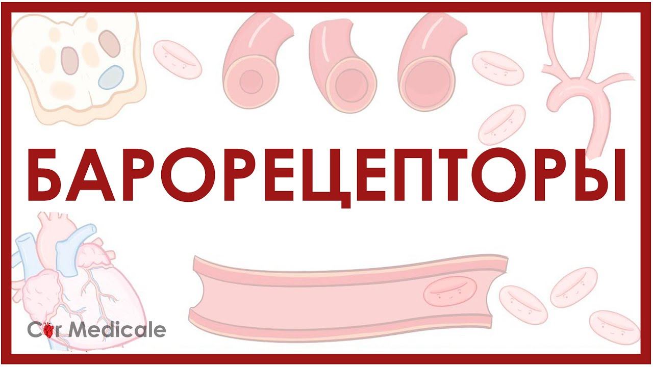 Барорецепторы - механизм барорефлекса - физиология сердечно-сосудистой системы смотреть онлайн