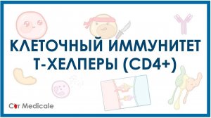 Клеточный иммунитет: Т-хелперы - виды клеток и механизм образования