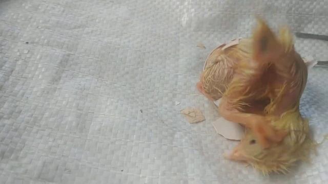 ДОБРЫЙ ВЕЧЕР! РОДЫ смотреть онлайн