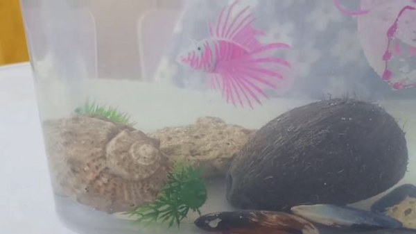 Аквариум для рыбки Дори