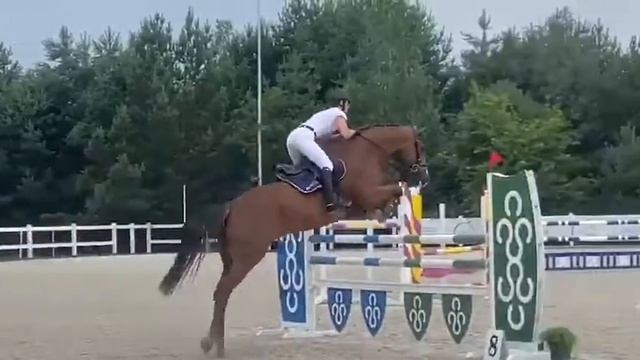 Ilona (Dantos HBC x Roven xx) 2020/07/19 ZR Bobrowy Staw - 120 cm I SPRZEDANA / SOLD смотреть онлайн