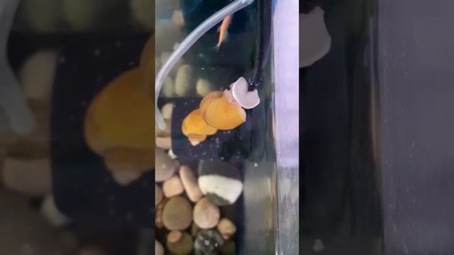 🐌Улитка под водой/как улитки кушают и показывают свой ротик 🐌 смотреть онлайн