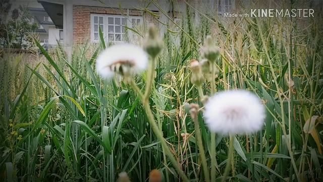 bird meditation| Natural scene in bhaktapur| 8D music relaxing| Nature sound| Please use headphone. смотреть онлайн