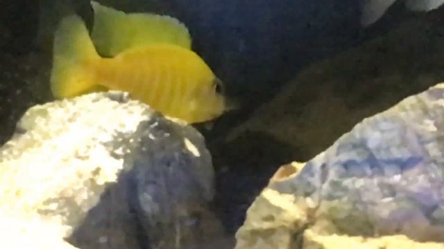 african cichlids Aulonocara maleri maleri смотреть онлайн