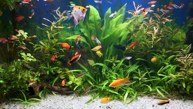 Красивый аквариум с рыбками | Relaxing aquarium смотреть онлайн