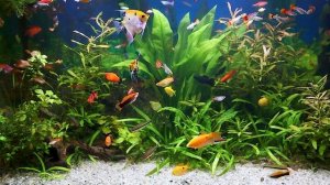Красивый аквариум с рыбками | Relaxing aquarium