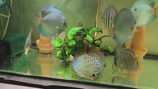 Разведение дискусов с нуля смотреть онлайн