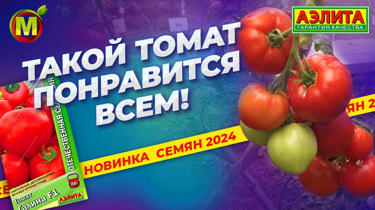 Скороспелый низкорослый томат ГАЛИНА F1 смотреть онлайн
