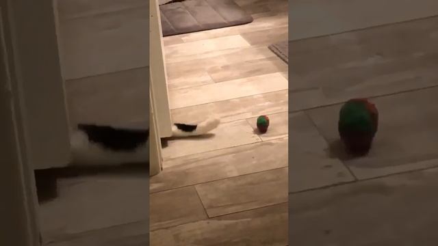 смех, юмор, ржачь, приколы, настроение, crazy, #shorts смотреть онлайн