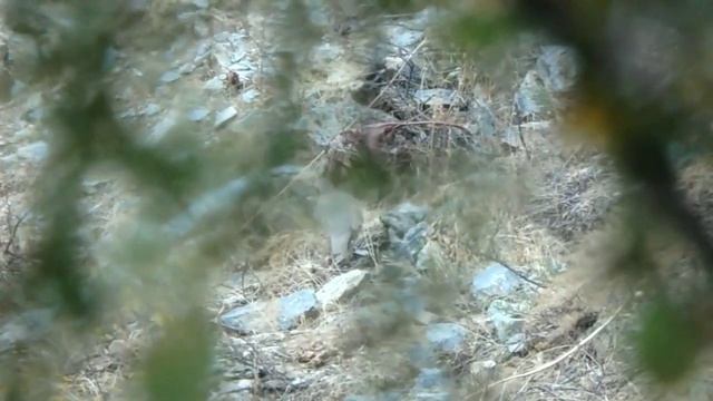 Охота на Куропатка Кеклик в Таджикистане Памир 2022 Keklik Partridge In Tajikistan