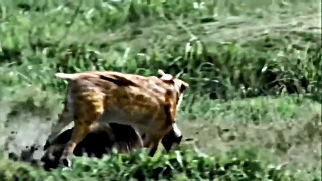 5 НЕВЕРОЯТНЫХ ВЫМЕРШИХ ЧУДОВИЩ НА ЗЕМЛЕ смотреть онлайн