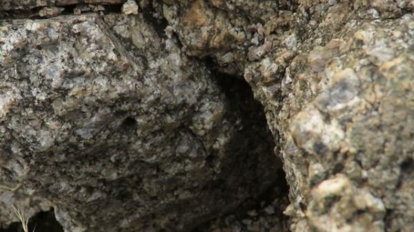 Magnificent Velvet Ant Dasymutilla magnifica attacked by Novomessor cockerelli