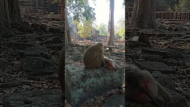 VID20240402155048 viral Monkey | Monkey popular смотреть онлайн