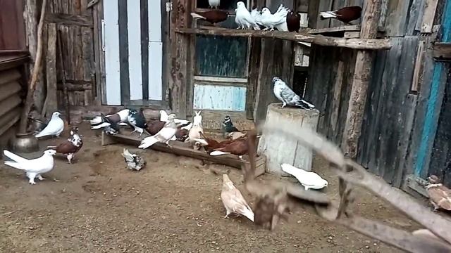 История про кота Рыжика(голуби) смотреть онлайн