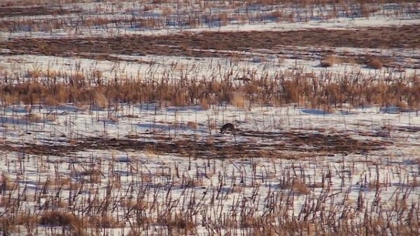 Coyote Hunting, 3 Coyotes:  C.C. Season 1 E6 "Hide-N-Seek"