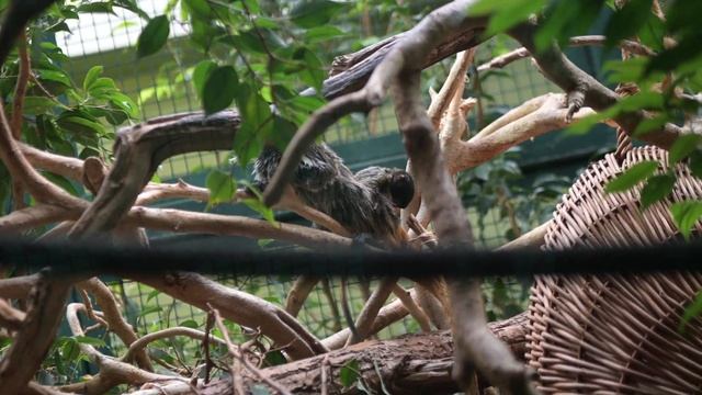 Emperor Tamarin . Императорский Тамарин смотреть онлайн