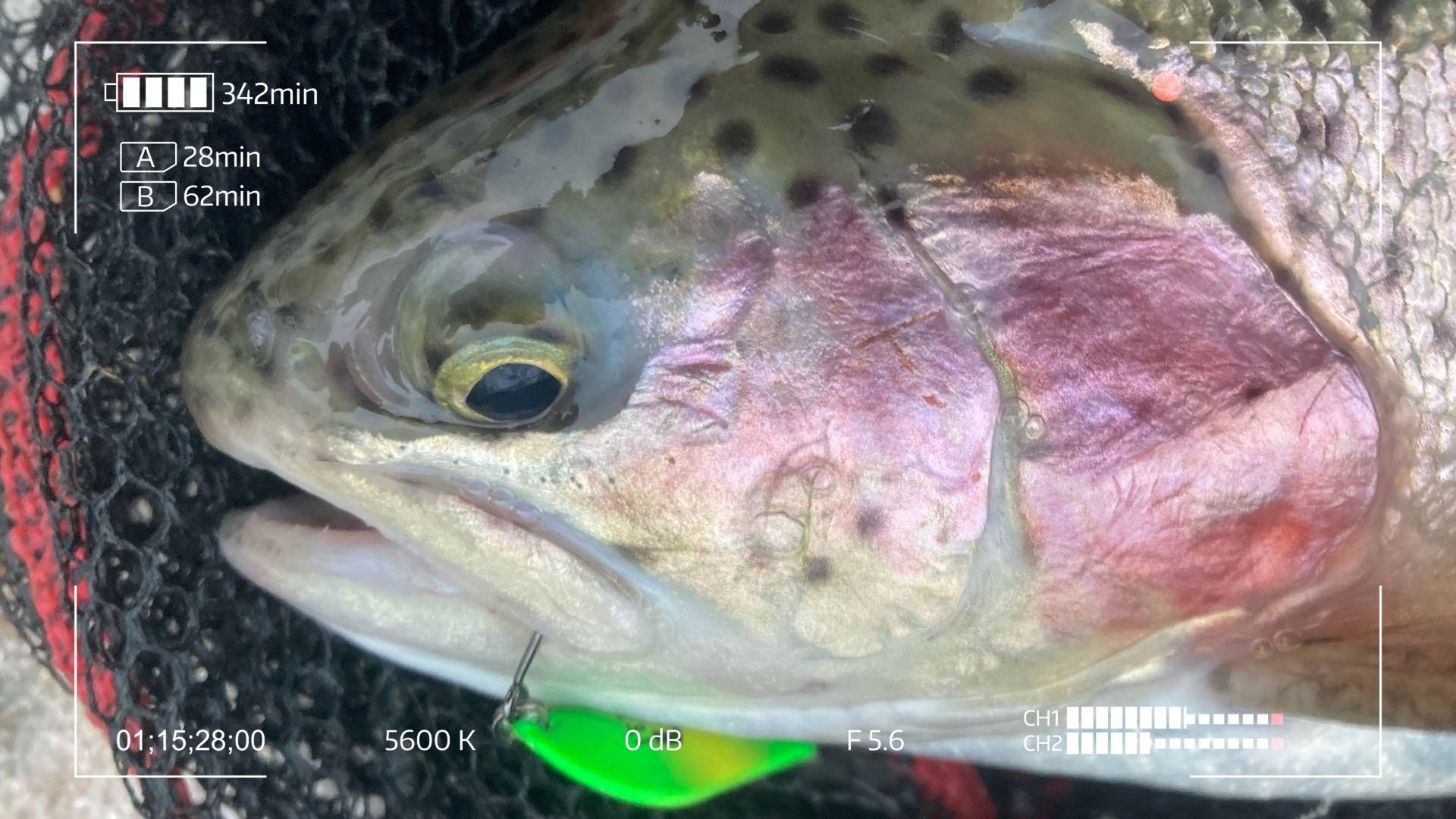 Вилла Рыба. Рождение нового Форелятника смотреть онлайн