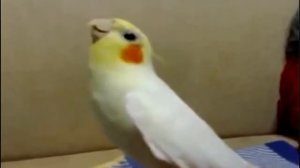Попугайчик карелла поёт