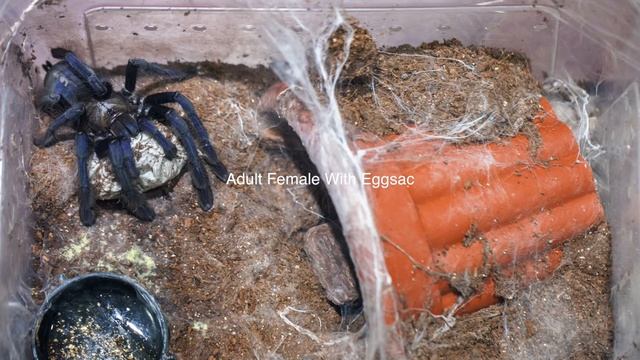 Omothymus Violaceopes Breeding Report ！！