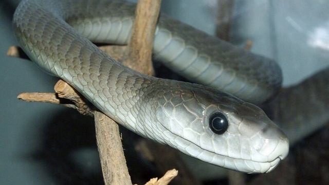 Deadliest Snakes in the World Part #1 смотреть онлайн