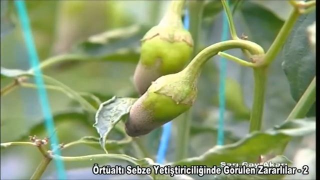Örtüaltı Üretimde (Seracılıkta) Sarı Çay Akarları ve Mücadele Yöntemleri (HD) смотреть онлайн