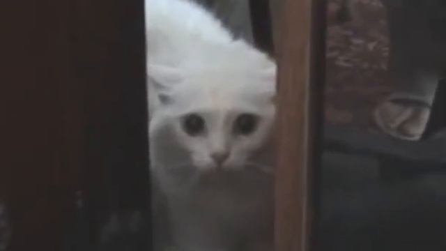 фраза кошки сразила наповал или "Давай,уходи,кому говорю!" смотреть онлайн