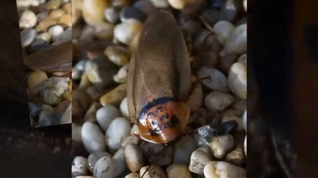 EUBLABERUS POSTICUS смотреть онлайн