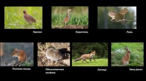 Биология 5 класс (Пасечник 2023 ) аудио Параграф 23 "Разнообразие природных сообществ"