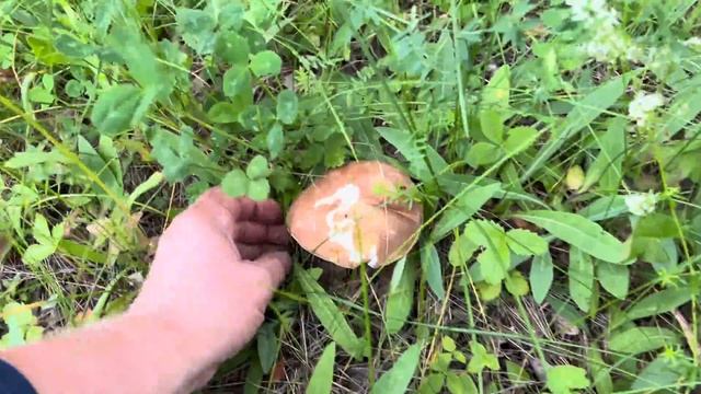 ГРИБНИК УЛЕТЕЛ В КОСМОС ОТ СЧАСТЬЯ И ТАКИХ НАХОДОК ! БЕЛЫЕ ГРИБЫ СТОЯТ ПОЛЯНАМИ КАК ВЛИТЫЕ ! смотреть онлайн