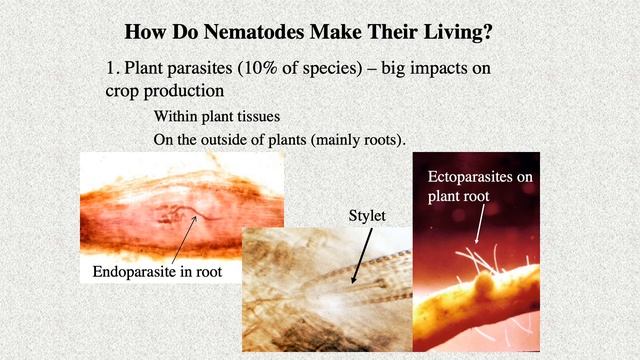 What Are Nematodes? смотреть онлайн