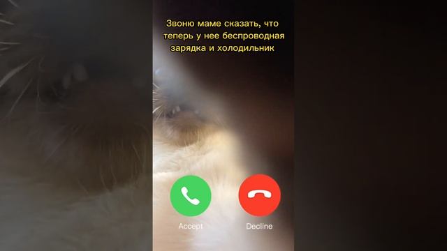 Сдать кота в детдом? смотреть онлайн