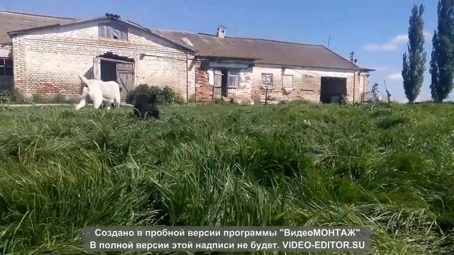 Веселая семейка алабаев смотреть онлайн