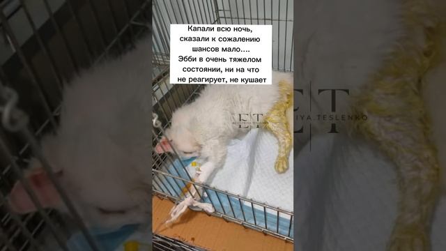 Эбби, кошечка которая настрадалась смотреть онлайн