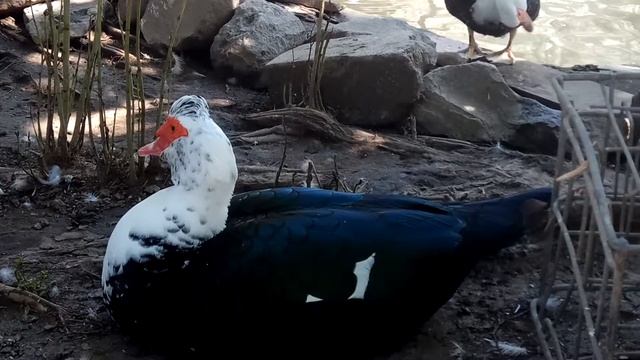 Muscovy duck - МУСКУСНАЯ УТКА - Flugente - 番鴨 - Pato muscovy смотреть онлайн