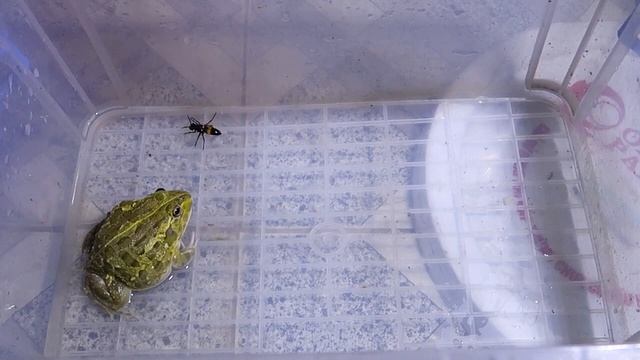 Бык Лягушка Шершень Корм для насекомых 牛蛙黃蜂昆蟲食品 BullFrog Hornet Insect Food Frosch Insektenfutter