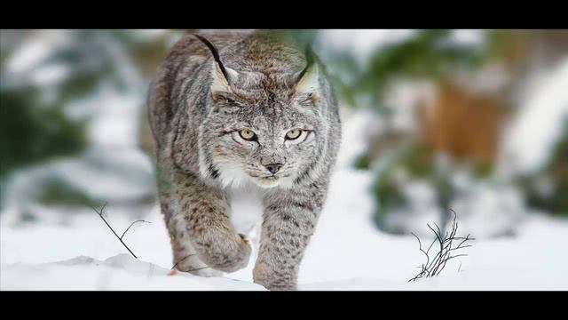 РЫСЬ смотреть онлайн